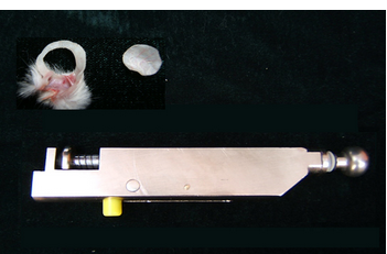耳肿打耳器 大小鼠打耳器 老鼠打耳器 大鼠打耳器 白鼠打耳器